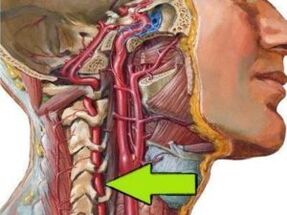 backbone